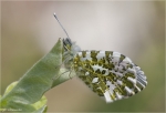 Aurorafalter-Anthocharis_cardamines.jpg