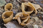 Ausgebreiteter_Becherling-Peziza_repanda-2014.jpg