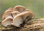 Austern-Seitling-Pleurotus_ostreatus-25_11_2016.jpg