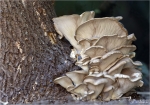 Austern-Seitling-Pleurotus_ostreatus.jpg