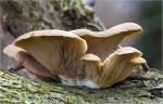 Austern_Seitling-Pleurotus_ostreatus.jpg