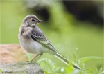 Bachstelze-Jungvogel-04_Juni_2016.jpg