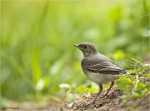 Bachstelze-Jungvogel-Mai_2016.jpg