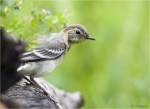 Bachstelze-Jungvogel-white_wagtail-04_06_2016.jpg