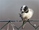 Bachstelze-Motacilla_alba-25_02_2017-minus_3_Grad.jpg
