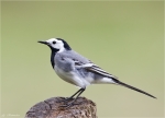 Bachstelze-Motacilla_alba-30_04_2015.jpg