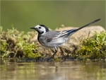Bachstelze-Motacilla_alba-im_Wasser-21_04_2017.jpg