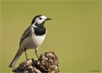 Bachstelze-white_wagtail-01_04_2017.jpg