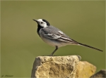 Bachstelze-white_wagtail-02_April_2017.jpg
