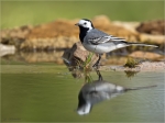 Bachstelze-white_wagtail-08_04_2020.jpg
