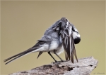 Bachstelze-white_wagtail-20_07_2015.jpg