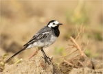 Bachstelze-white_wagtail-28_07_2016.jpg