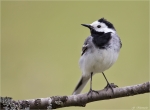 Bachstelze-white_wagtail-30_04_2015.jpg