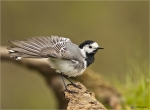 Bachstelze-white_wagtail-Gefiederpflege_nach_dem_Bad-April_2017.jpg