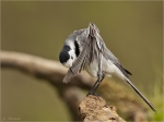 Bachstelze-white_wagtail-Gefiederpflege_nach_dem_Bad.jpg