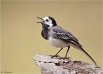 Bachstelze-white_wagtail-Juli_2015.jpg