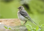 Bachstelze-white_wagtail-Jungvogel-04_06_2016.jpg