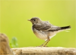 Bachstelze-white_wagtail-Jungvogel-23_05_2016.jpg