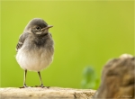 Bachstelze-white_wagtail-Jungvogel-Mai_2016.jpg