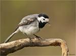 Bachstelze-white_wagtail-frisch_gebadet-05_04_2017.jpg