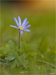 Balkan-Windroeschen-Anemone_blanda.jpg