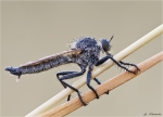 Barbarossa_Fliege-Eutolmus_rufibarbis.jpg