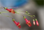 Bartfaden-Penstemon_Hybride.jpg