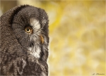 Bartkauz-Strix_nebulosa-Portrait-November_2016.jpg