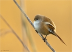 Bartmeise-Panurus_biarmicus-Weibchen.jpg