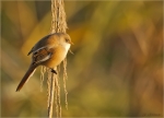 Bartmeise-Panurus_biarmicus-Weibchen_im_Morgenlicht.jpg