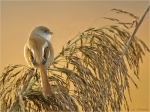 Bartmeise-male-Bearded_Reedling-17_10_2017.jpg
