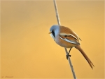 Bartmeise-male-Bearded_Reedling.jpg