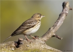 Baumpieper-14_04_2016-Anthus_trivialis.jpg