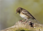 Baumpieper-Anthus_trivialis-14_04_2016.jpg