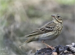 Baumpieper-Anthus_trivialis-2014.jpg