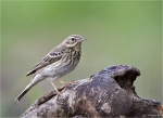 Baumpieper-Anthus_trivialis.jpg