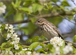 Baumpieper-Tree_Pipit-30_04_2016.jpg