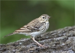 Baumpieper-Tree_Pipit-Mai_2015.jpg