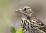 Baumpieper-Tree_Pipit-Portrait.jpg