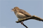 Baumpieper-Tree_Pipit.jpg