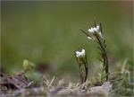 Behaartes_Schaumkraut-Cardamine_hirsuta.jpg