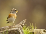 Bergfink-brambling-13_11_2017.jpg