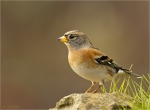 Bergfink-brambling-13_November_2017.jpg