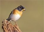 Bergfink-brambling-Maennlich-18_03_2016.jpg