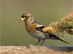 Bergfink-brambling-Male-04_11_2017.jpg