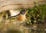 Bergfink-brambling-maennlich-04_11_2017.jpg