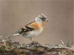 Bergfink-brambling-male-17_03_2018.jpg