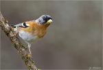 Bergfink-brambling.jpg
