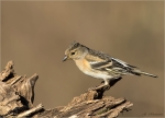 Bergfink-female-06_04_2018.jpg