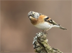 Bergfink-maennlich-17_Maerz_2018.jpg